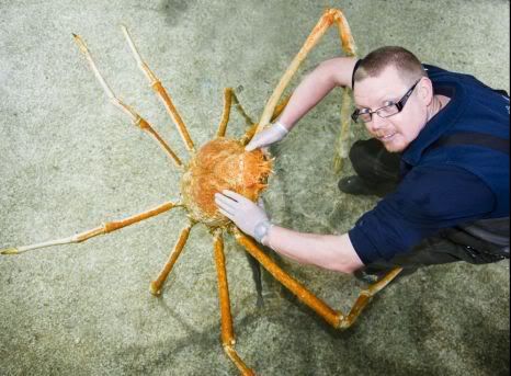 Kepiting terbesar di dunia yang dijuluki Crab Kong