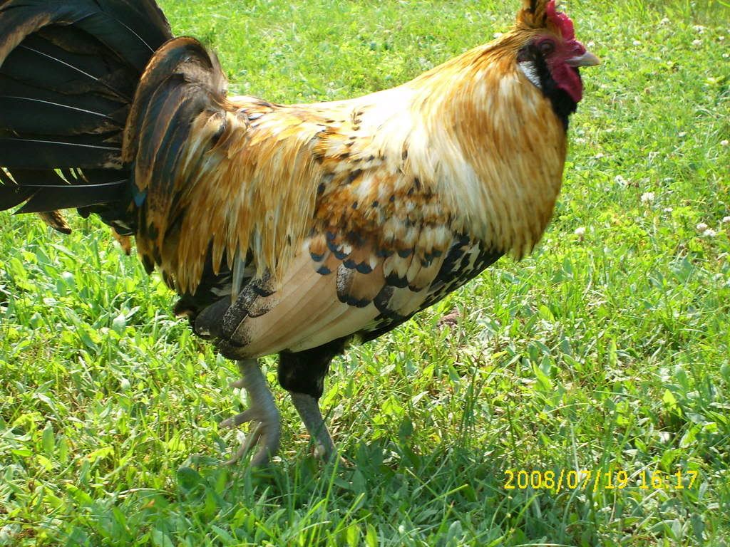 Roos in Southern Maine BackYard Chickens Learn How to Raise Chickens