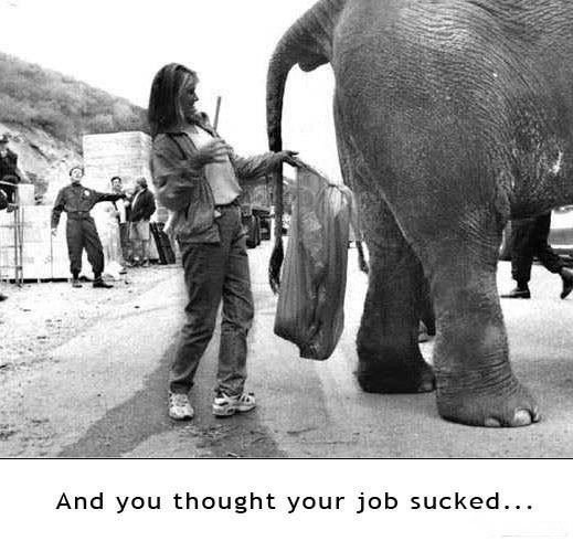 funny-pictures160.jpg Bad Job? image by trailhound1951