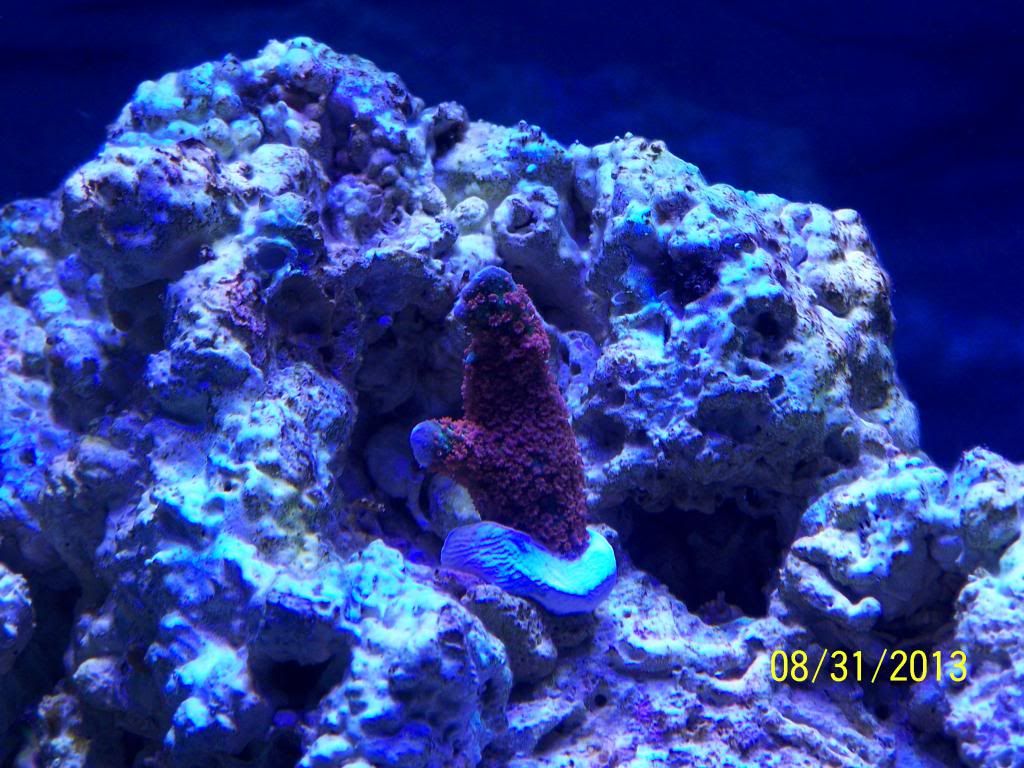 kessil a360we archive reef