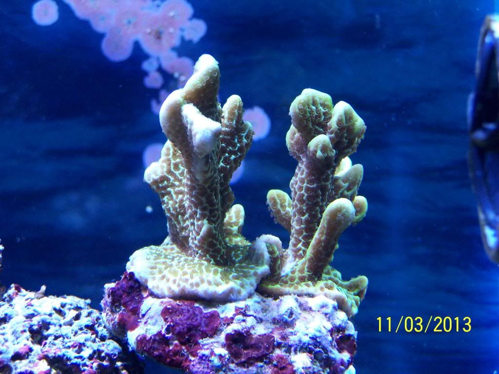 kessil a360we archive reef