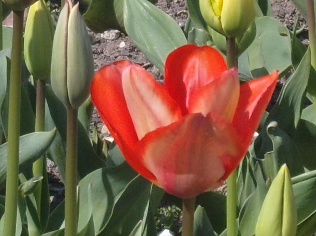 SS100054.jpg