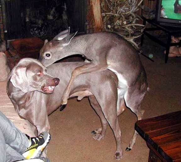 deer_humping_dog.jpg