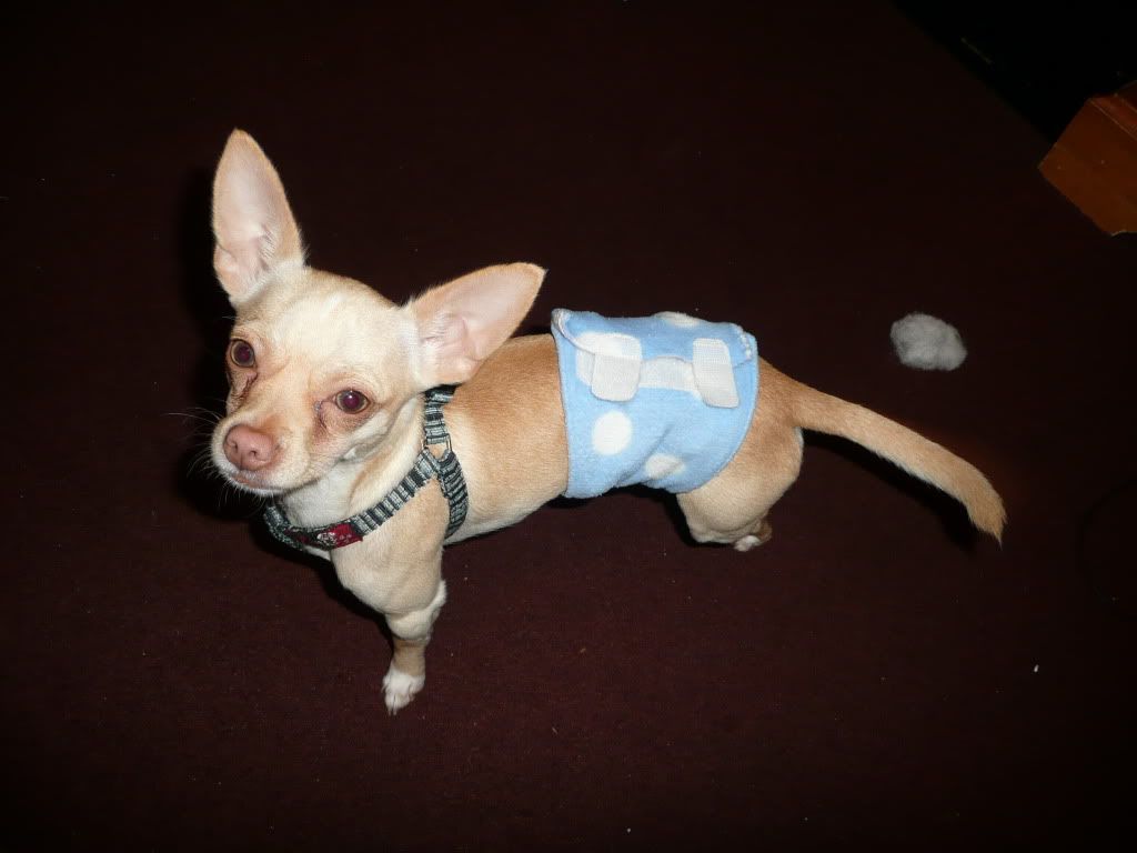 male dog belly bands Chihuahua Forum Chihuahua Breed Dog Forums