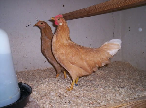 Buff Leghorn Chickens