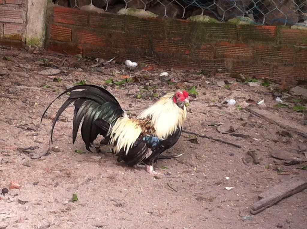 HCM.Bình Thạnh : Cần Bán gà Tân Châu đẹp - 7