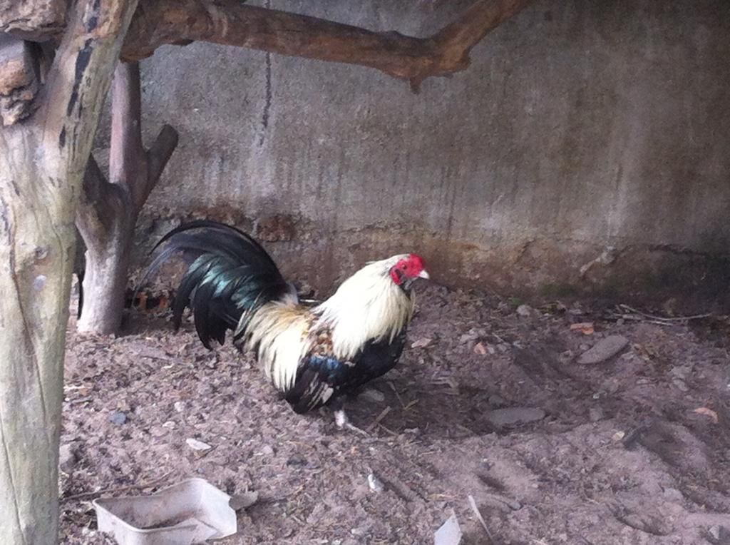 HCM.Bình Thạnh : Cần Bán gà Tân Châu đẹp - 6