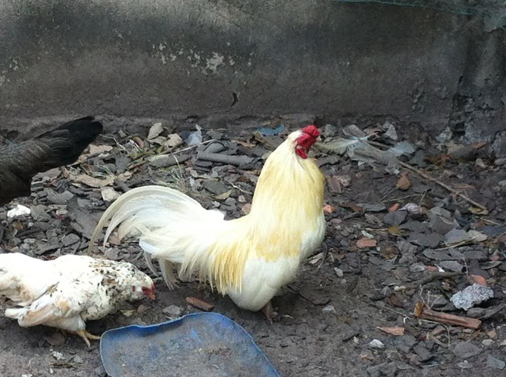 HCM.Bình Thạnh : Cần Bán gà Tân Châu đẹp - 11