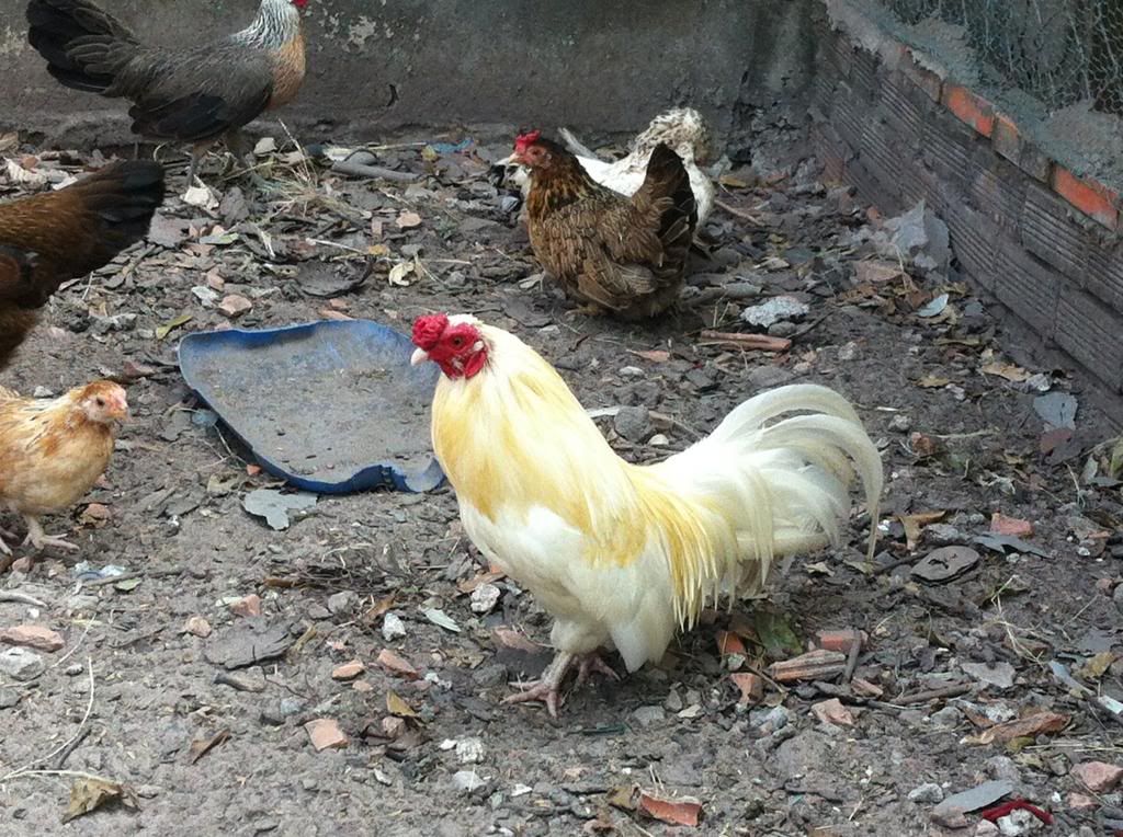 HCM.Bình Thạnh : Cần Bán gà Tân Châu đẹp - 10