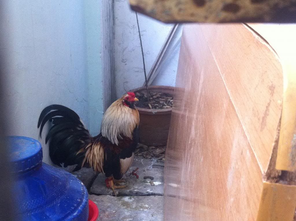 HCM.Bình Thạnh : Cần Bán gà Tân Châu đẹp - 9