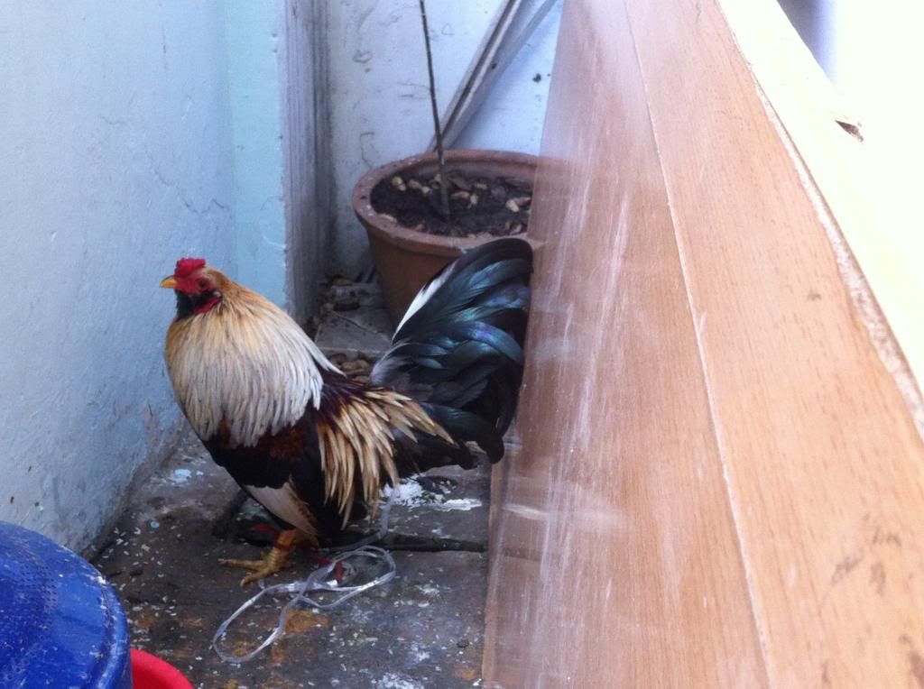 HCM.Bình Thạnh : Cần Bán gà Tân Châu đẹp - 8