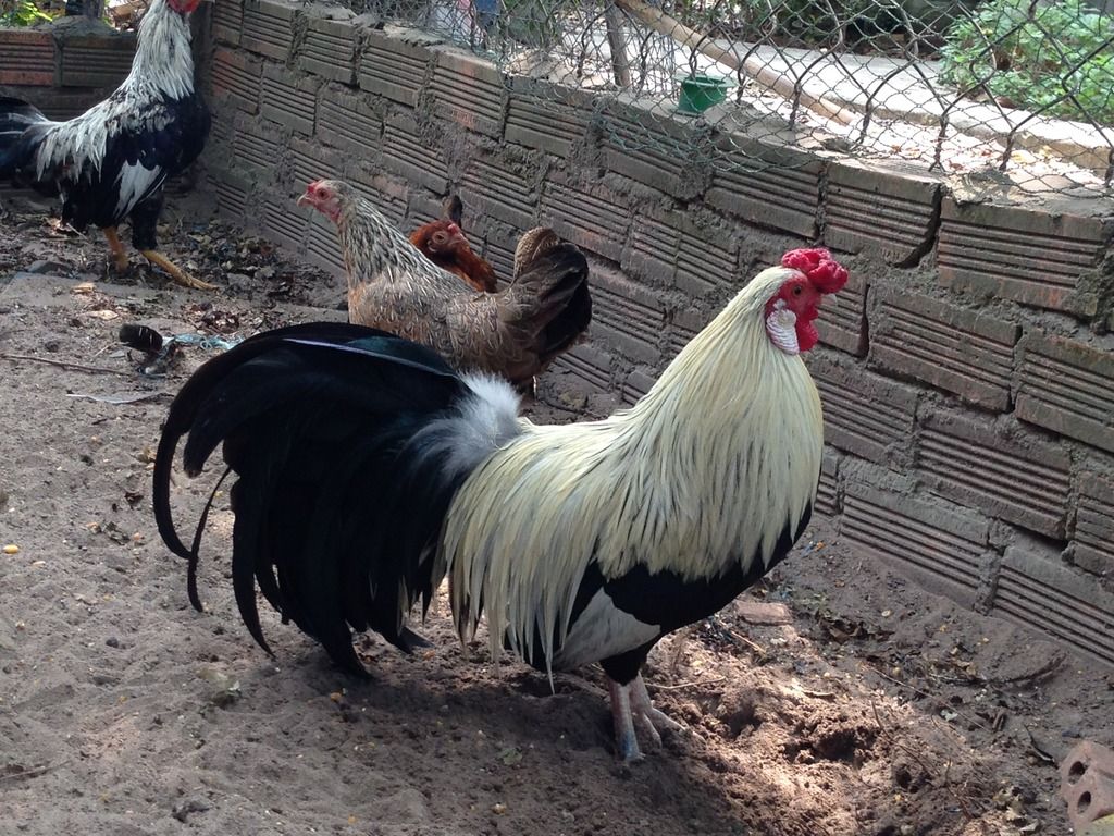 HCM.Bình Thạnh : Cần Bán gà Tân Châu đẹp - 4