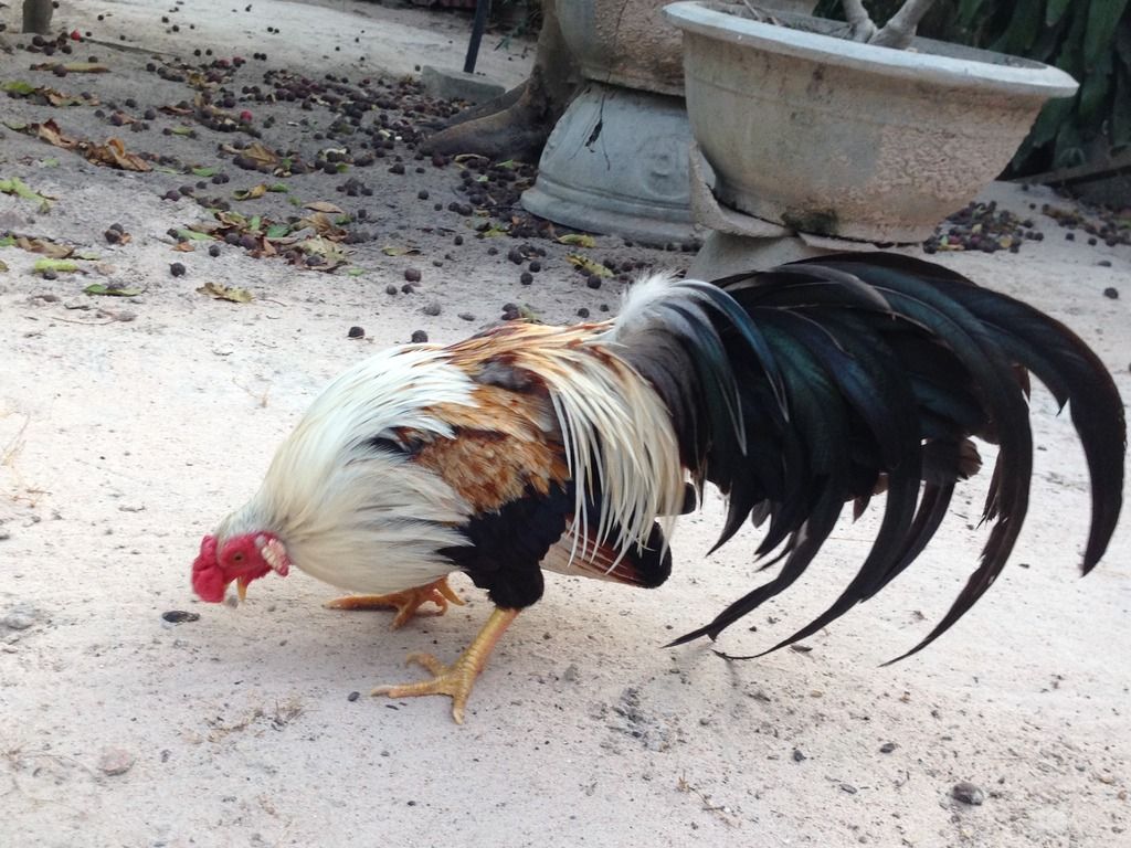 HCM.Bình Thạnh : Cần Bán gà Tân Châu đẹp - 3