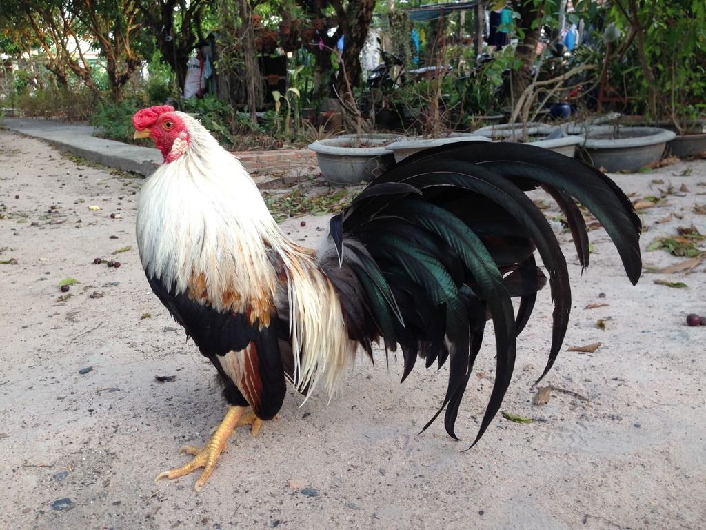 HCM.Bình Thạnh : Cần Bán gà Tân Châu đẹp - 2