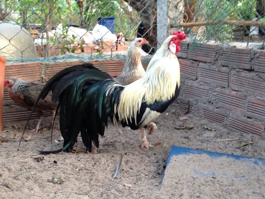 HCM.Bình Thạnh : Cần Bán gà Tân Châu đẹp - 5