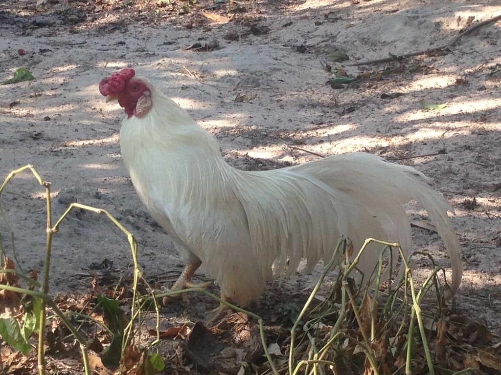 HCM.Bình Thạnh : Cần Bán gà Tân Châu đẹp - 1