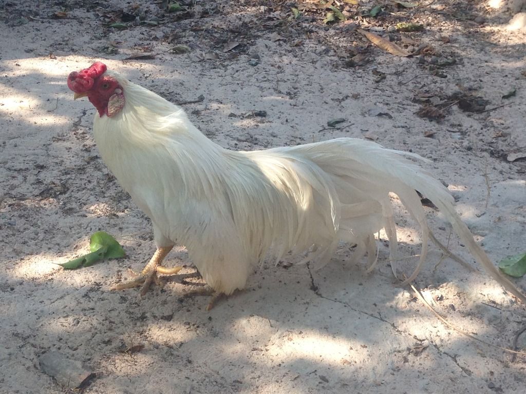 HCM.Bình Thạnh : Cần Bán gà Tân Châu đẹp