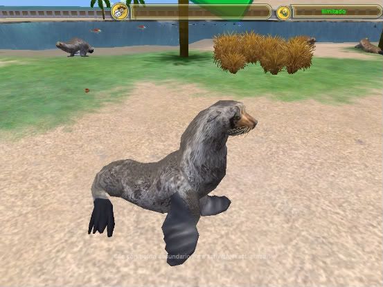 the Guadalupe fur seal: guadalupe fur seal. the Guadalupe fur seal: