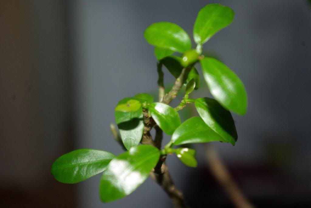 Hilfe mein Bonsai kränkelt! www.bonsaifachforum.de