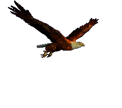 wild life,native american