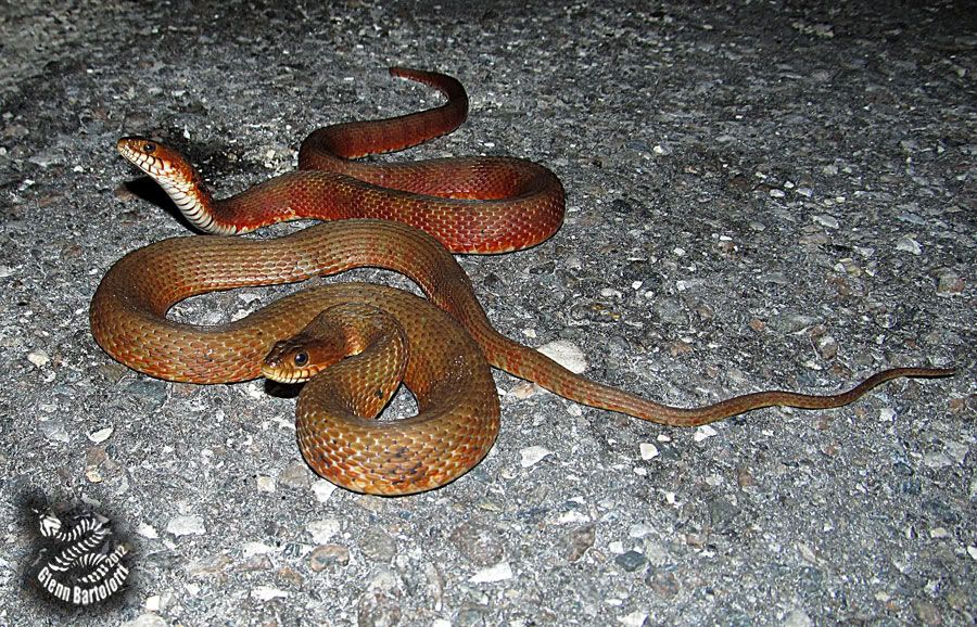 How many snakes are in central Florida?