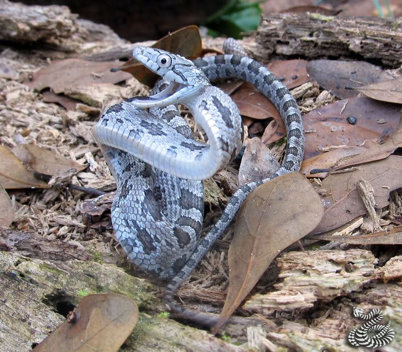 Florida+Field+Rat Field Herp Forum • View topic - My most notable herp log 2011.