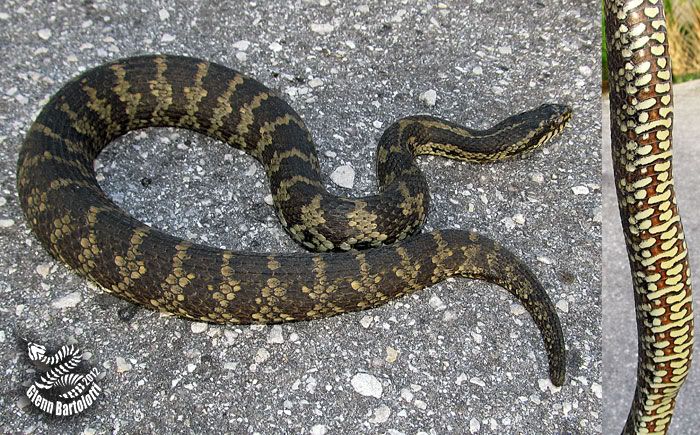 Florida+Field+Rat ... Herp Forum • View topic - 2012 most notable herp log 12/17/12 Pine