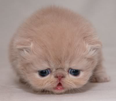 cute-sad-kitten02.jpg