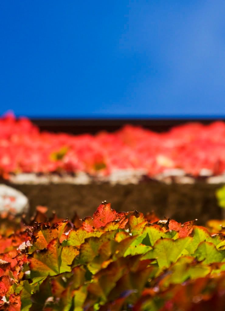 IMAGE: http://i252.photobucket.com/albums/hh2/Coppatop85/70-200/ruleofthirds.jpg