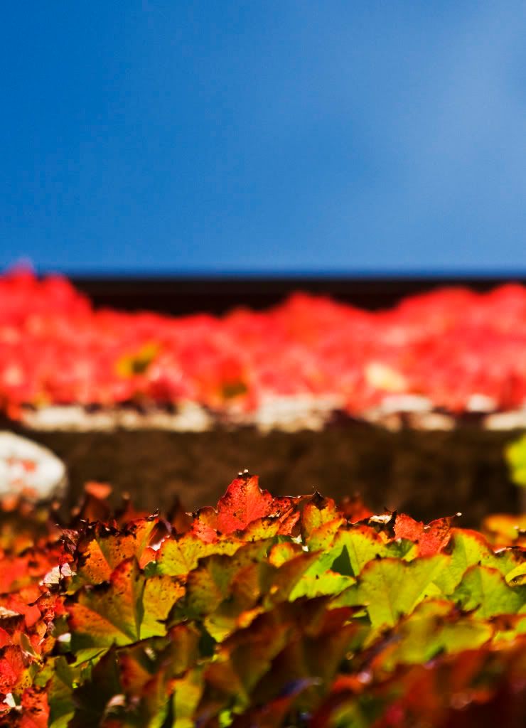 IMAGE: http://i252.photobucket.com/albums/hh2/Coppatop85/70-200/ruleofthirds2.jpg