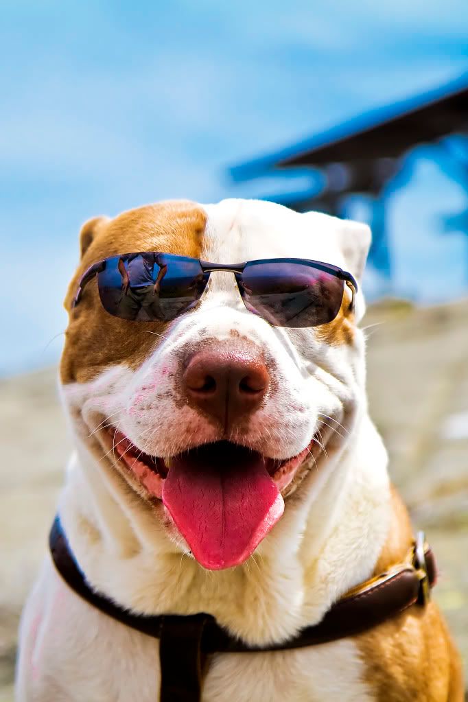 IMAGE: http://i252.photobucket.com/albums/hh2/Coppatop85/Mt%20Kearsarge/MtKearsarge5.jpg