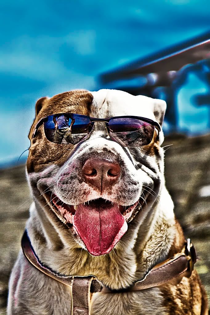 IMAGE: http://i252.photobucket.com/albums/hh2/Coppatop85/Mt%20Kearsarge/MtKearsarge5b.jpg