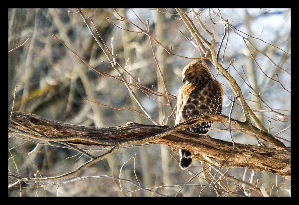 IMAGE: http://i252.photobucket.com/albums/hh2/Coppatop85/hawk2.jpg