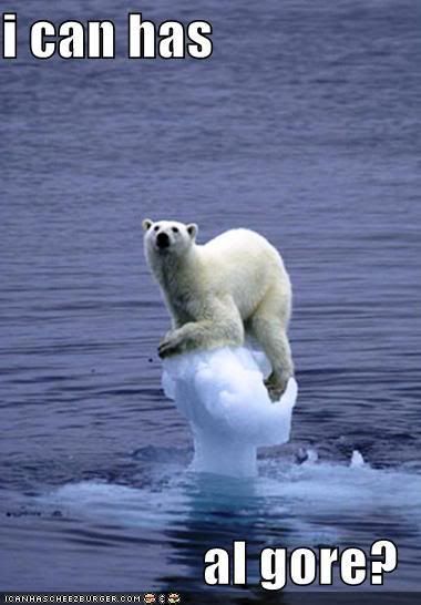 Global Warming Bear Pictures, Images and Photos