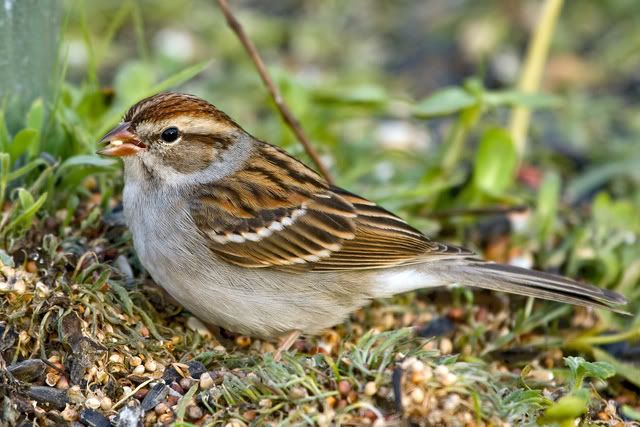 IMAGE: http://i252.photobucket.com/albums/hh21/shar82448/IMG_21422.jpg