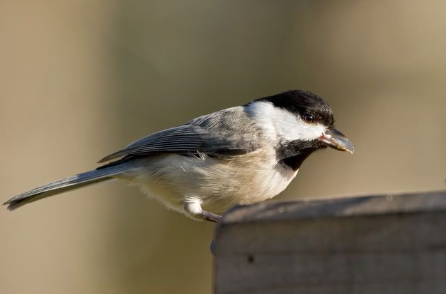 IMAGE: http://i252.photobucket.com/albums/hh21/shar82448/IMG_22702.jpg