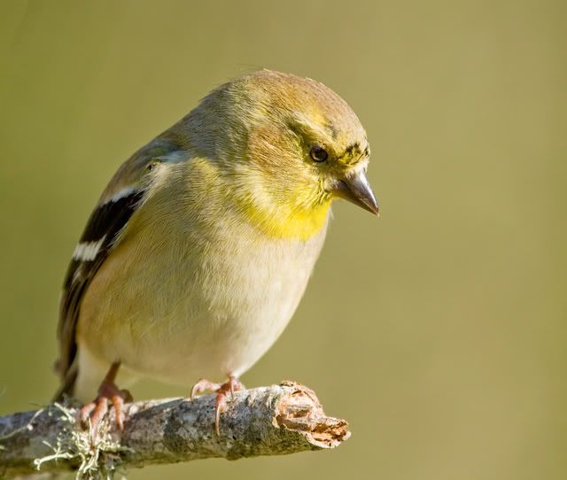 IMAGE: http://i252.photobucket.com/albums/hh21/shar82448/IMG_22772.jpg