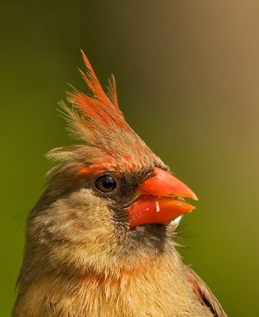 IMAGE: http://i252.photobucket.com/albums/hh21/shar82448/IMG_29682_filtered-1.jpg