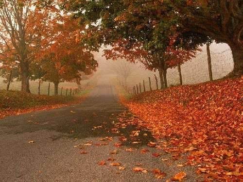 otoño Pictures, Images and Photos