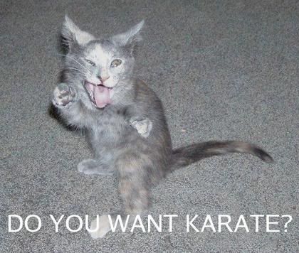 Karate Cat Pictures, Images and Photos