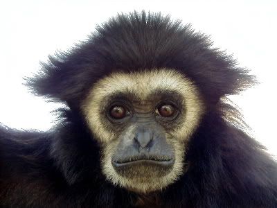 whitehandedgibbon.jpg