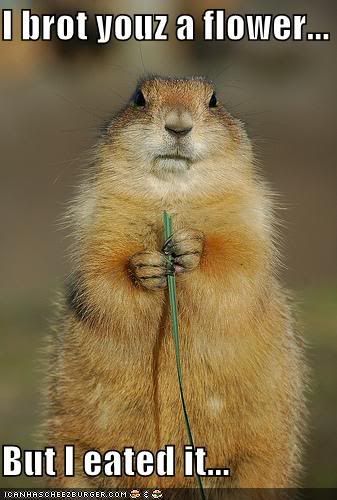 funny pictures groundhog ate flower - Meri taraf sey aapkey liyye