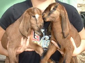 Any Babies today anyone? - Goats