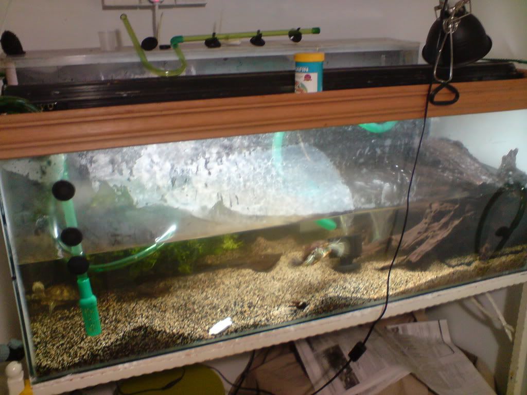 terrapin tank setup Arofanatics Fish Talk Forums