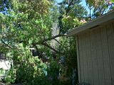 SilkTree006.jpg The Result of the break. image by jonala
