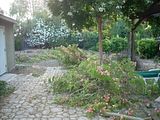 SilkTree009.jpg Debris for the broken branch. image by jonala