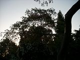 SilkTree014.jpg image by jonala