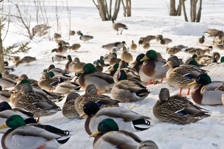 IMAGE: http://i252.photobucket.com/albums/hh26/Daniel2000/bestioles/_MG_4883.jpg