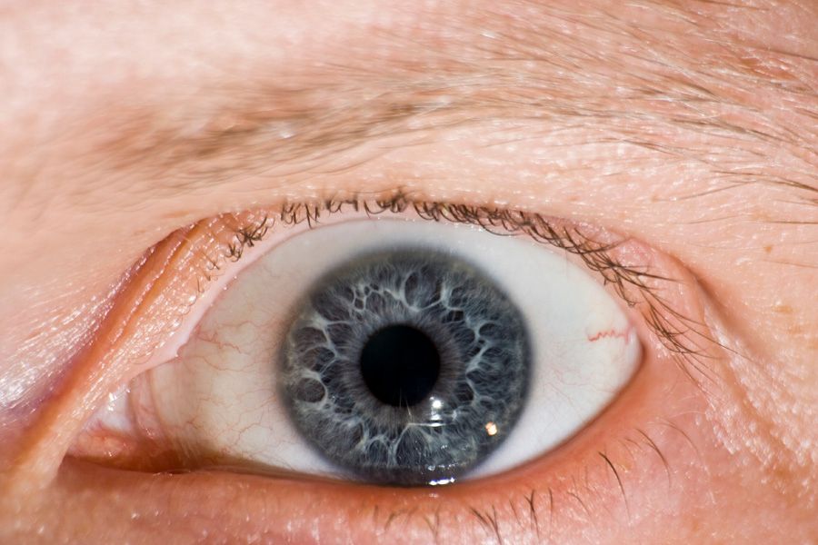 IMAGE: http://i252.photobucket.com/albums/hh26/Daniel2000/macros/IMG_0025b.jpg