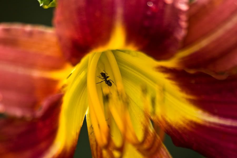 IMAGE: http://i252.photobucket.com/albums/hh26/Daniel2000/macros/IMG_2532.jpg